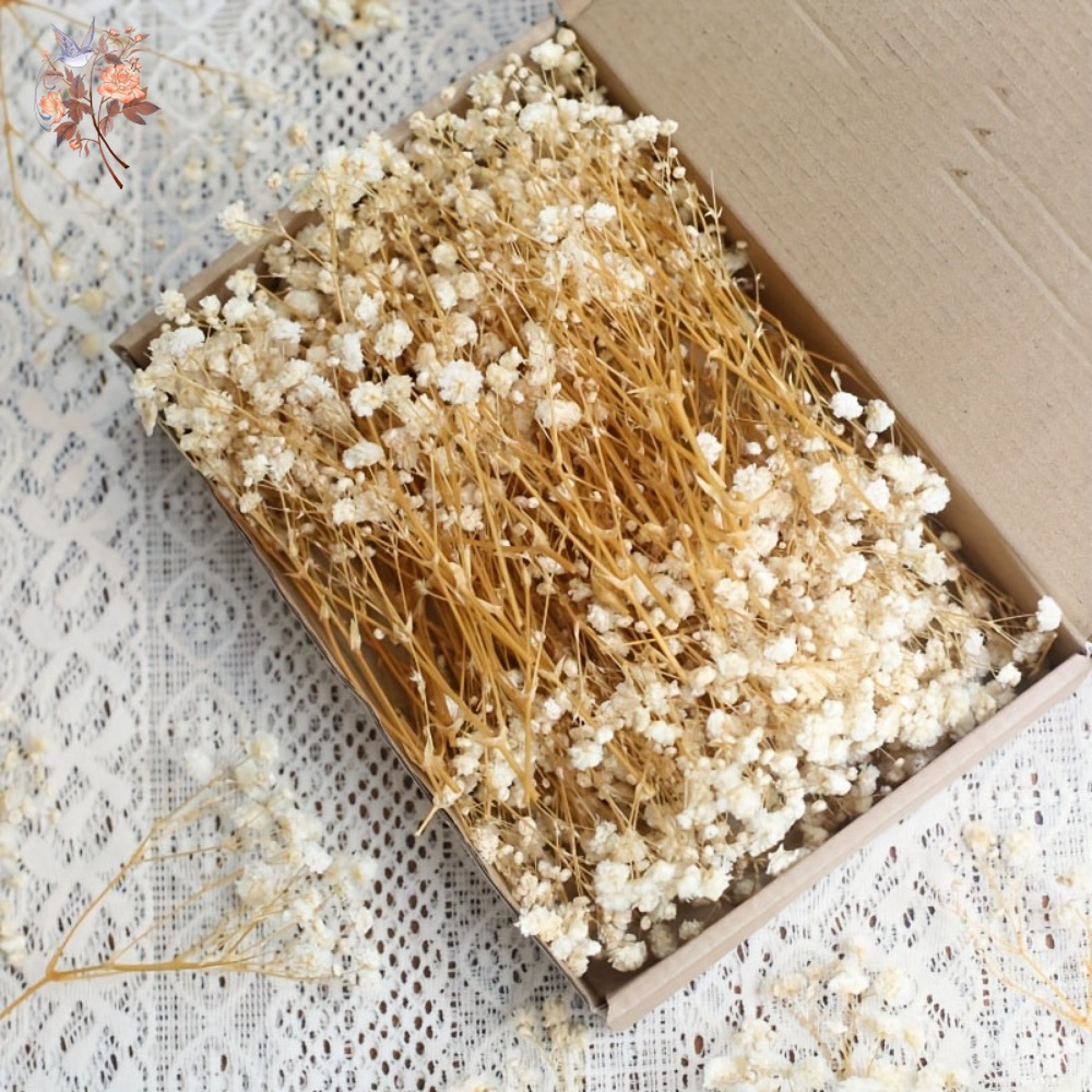 Craft Embellishment - 100 шт. миниатюрных сушеных цветов гипсофилы
